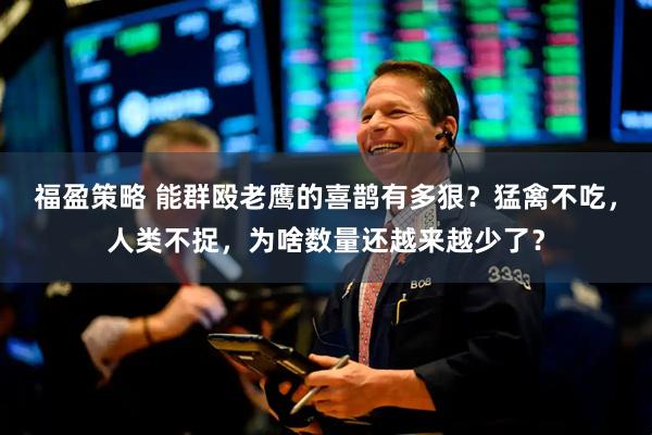福盈策略 能群殴老鹰的喜鹊有多狠？猛禽不吃，人类不捉，为啥数量还越来越少了？