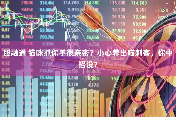 股融通 猫咪抓你手很亲密？小心养出喵刺客，你中招没？