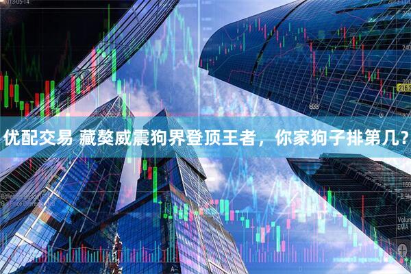优配交易 藏獒威震狗界登顶王者，你家狗子排第几？