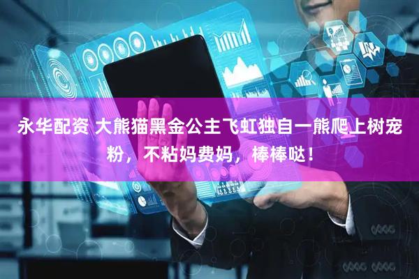 永华配资 大熊猫黑金公主飞虹独自一熊爬上树宠粉，不粘妈费妈，棒棒哒！